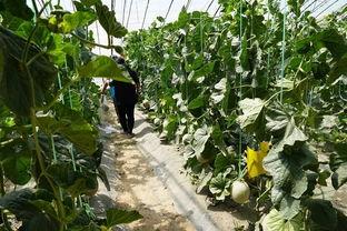信阳农林吃瓜曝光视频,校园生活引发热议 信阳农林吃瓜曝光视频,校园生活引发热议