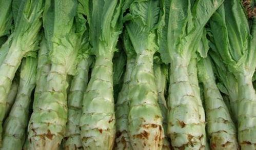 小莴苣叶子吃瓜视频,揭秘蔬菜界的“美食家” 小莴苣叶子吃瓜视频,揭秘蔬菜界的“美食家”