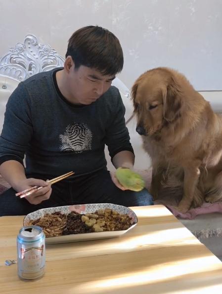 金毛吃瓜视频,萌态十足引网友爆笑 金毛吃瓜视频,萌态十足引网友爆笑