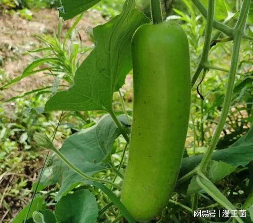 瓠子瓜加瘦肉可以吃吗视频,营养美味两不误的佳肴探索